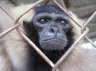 Pileated Gibbon (<em>Hylobates pileatus</em>), Trung Luong Restaurant, Mytho, Mekong Delta, VIETNAM